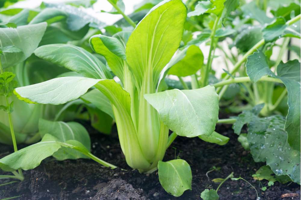 Pak Choi 'Taisai' (ØKO frø)